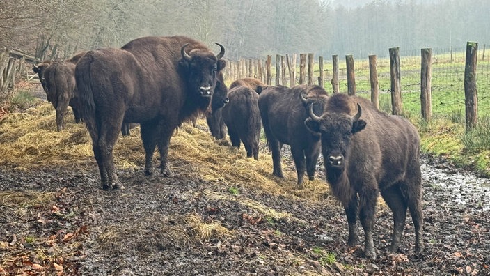 Ochsen stehen auf einer Wiese.