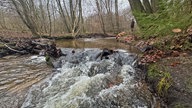 Der Hammerbach läuft durch den Wald