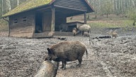 Wildschweinfamilien stehen im Schlamm