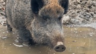 Ein Wildschwein badet im Schlamm.