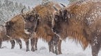 Unterwegs in der Wisent-Wildnis in Bad Berleburg-Wingeshausen