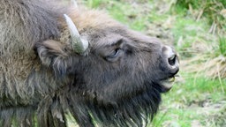 Wisent