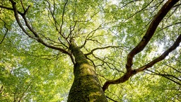 Die Sonne scheint im Wald mit Buchen am Großen Zacken im Taunus.