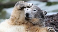 Eisbär Knut liegt einem Felsen und hält eine Pfote vor sein Gesicht und guckt ins Weite