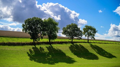 Wiese mit vier Bäumen, im Hintergrund blauer Himmel und Wolken 