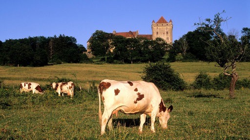 Kühe im Departement Jura 