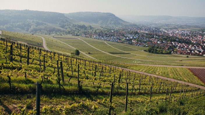 Weinanbau auf Weingut Schwegler 