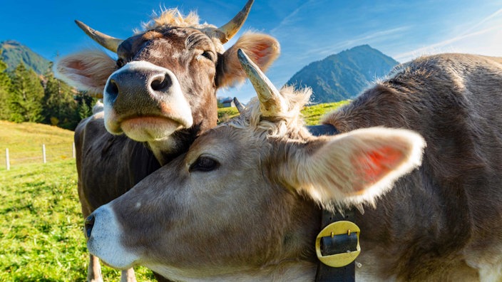 Das Beitragsbild des Dok 5 "Bäuerliches Leben in den Alpen" zeigt zwei Kühe auf einer Wiese in der Allgäuer Alpenregion, die ihre Köpfe aneinander reiben