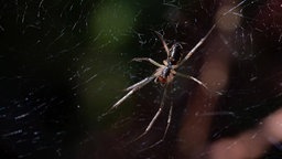 Spinne im Netz