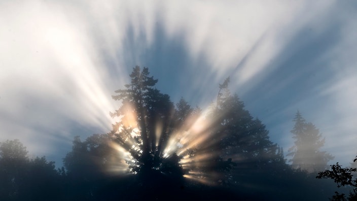 Die Morgensonne bricht durch den Nebel an einem mit Douglasien bewaldeten Hang in der Nähe von Elkton im ländlichen Westen Oregons.