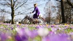 Krokusse blühen auf einer Wiese neben einem Fahrradweg. Symbolbild Frühling