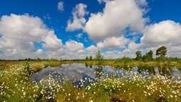 Blühendes Moor