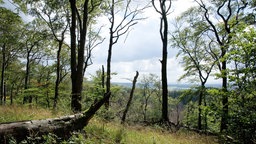 Teutoburger Wald