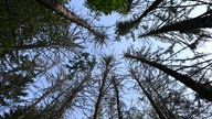 Abgestorbene Fichten ragen in einem Waldstück in die Höhe