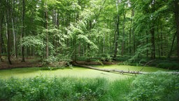 Wald mit Tümpel