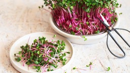 Sprossen udn Micro-Greens können im Winter auf der Fensterbank gezogen werden