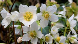 Blüten der Schneerose, Christrose, Weihnachtsrose oder Schwarze Nieswurz (Helleborus niger) blühen in einem Beet.