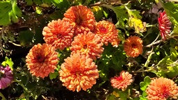 Chrysanthemen der Sorte 'Herbstbrokat'