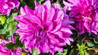 Pinke Dahlien blühen im Garten