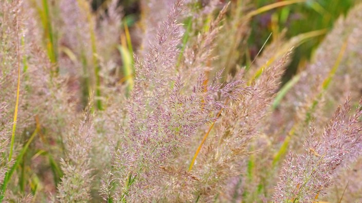 Nahaufnahm von Diamantgras-Blüten.