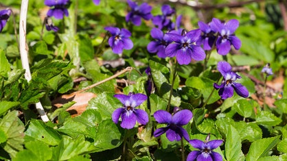 Lilafarbene Blüten des Duftveilchens (viola odorata)