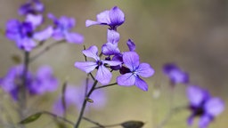 Einjähriges Silberblatt "Lunaria annua" in lilafarbener Blüte.