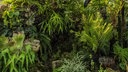 Diverse Farne im Anna Scripps Whitcomb Conservatory, Detroit, USA