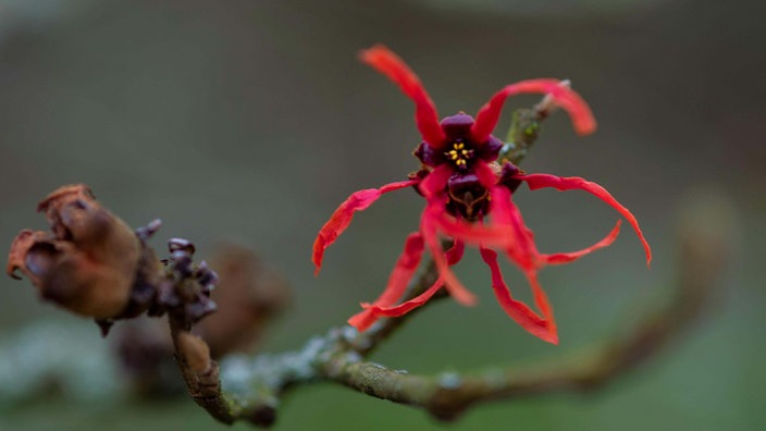 Rotfarbene Blüte der Hamamelis intermedia (Zaubernuss). 