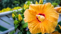 Hibiskusblüten