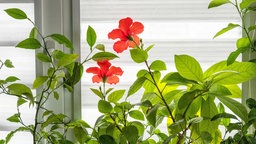 Hibiskusblüten