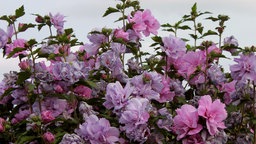 Hibiskusblüten