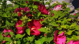 Hibiskusblüten