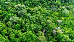 Bäume bilden eine grüne Decke im Amazonas-Regenwald, aufgenommen aus einem Flugzeug.