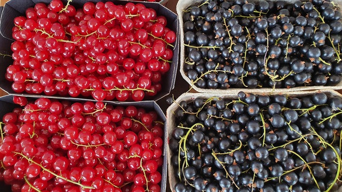 Jeweils zwei Schalen rote und schwarze Johannisbeeren von oben.