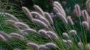 Nahaufnahme der Blüten des Lampenputzergrases (Pennisetum alopecuroides).