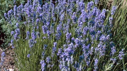 Munstead Lavendel in einem Beet an einem Wegesrand.