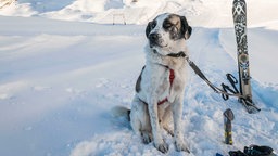 Ein Lawinenhund wartet auf seinen Einsatz an der Zugspitze.