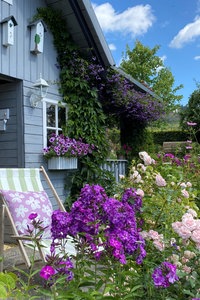 Prächtig blühende Pflanzen im Garten von Lene Fiebig. 