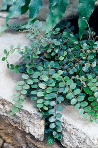 Pellefarn (Pellaea rotundifolia)