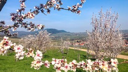 Während der Mandelblüte ist der Pfälzer Mandelpfad besonders schön.