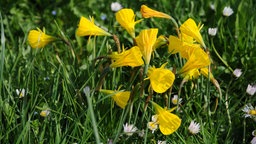 Reifrocknarzissen auf einer Wiese.