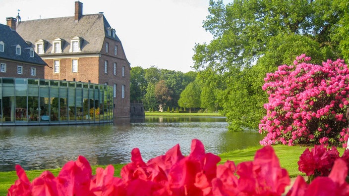 Üppig wachsender Rhododendron auf dem Anwesen der Wasserburg Anholt. 