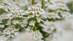 Die Blüten der immergrünen Schleifenblume sind weiß.