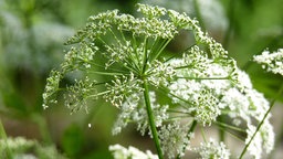 Giersch Blüte im Garten