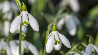 Nahaufnahme von Schneeglöckchen-Blüten. 