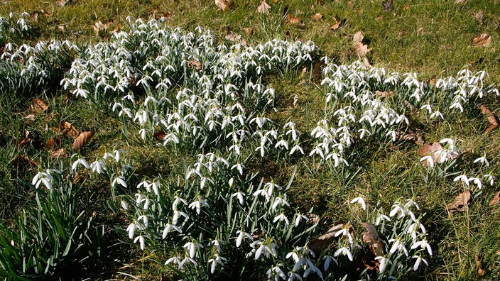 Viele Schneeglöckchen auf einer Wiese. 