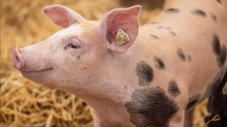 Nahaufnahme eines gefleckten Schweins in einem mit Heu ausgelegtem Stall.