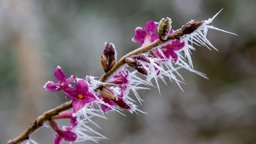 Gemeiner Seidelbast (Daphne mezereum) Blueten mit Rauhreif.