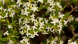 Die weißen Blüten des Alpen-Seidelbast (Daphne alpina).