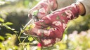 ine Frau schneidet am 02.10.2019 in Hamburg einen Rosenstrauch zurück.